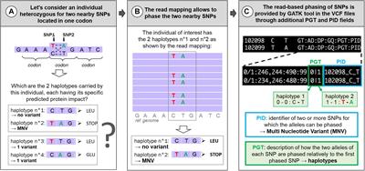 Watch Out for a Second SNP: Focus on Multi-Nucleotide Variants in Coding Regions and Rescued Stop-Gained